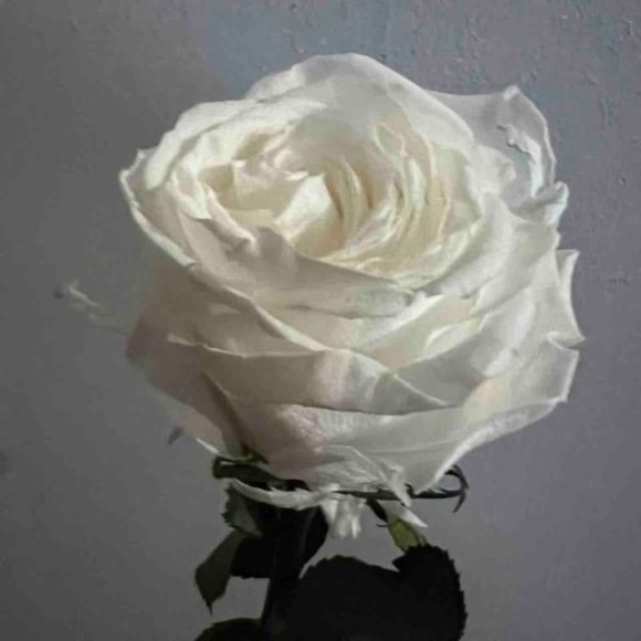 Meet your Posher, Josh - Picture 1 of 1